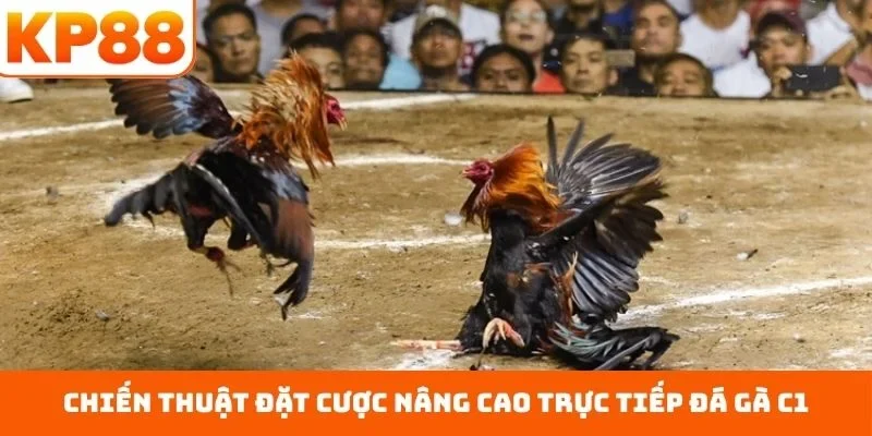Chiến thuật đặt cược nâng cao trực tiếp đá gà C1