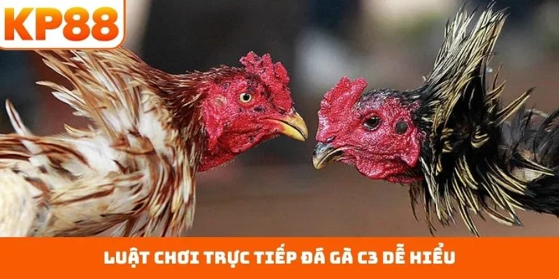 Luật chơi trực tiếp đá gà C3 dễ hiểu