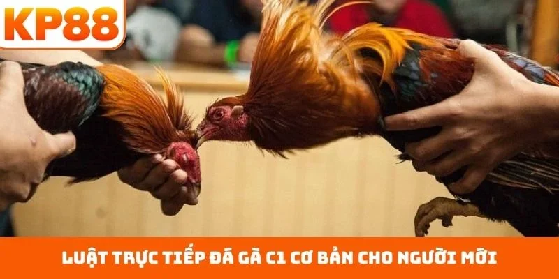 Luật trực tiếp đá gà C1 cơ bản cho người mới