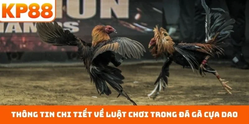 Thông tin chi tiết về luật chơi trong đá gà cựa dao