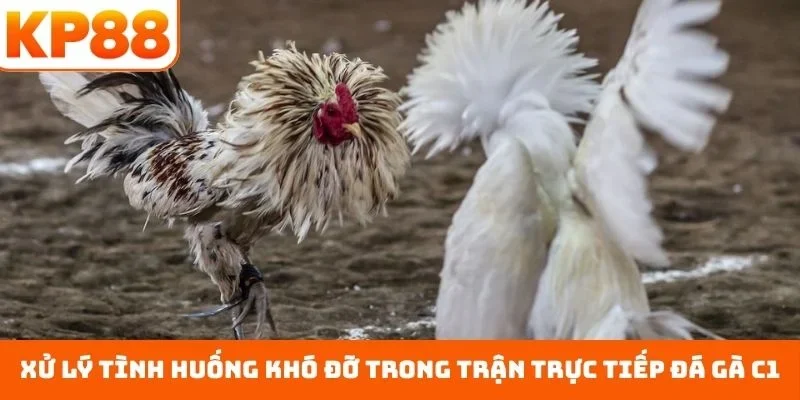 Xử lý tình huống khó đỡ trong trận trực tiếp đá gà C1